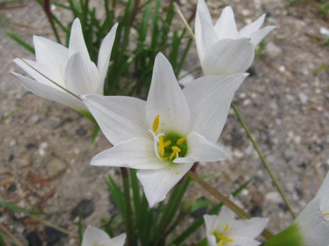 Canon PowerShot SX110 IS sample photo. Img photography