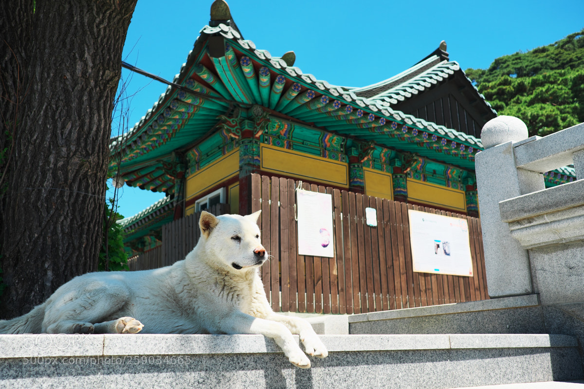 Fujifilm X-T20 sample photo. Guard dog photography