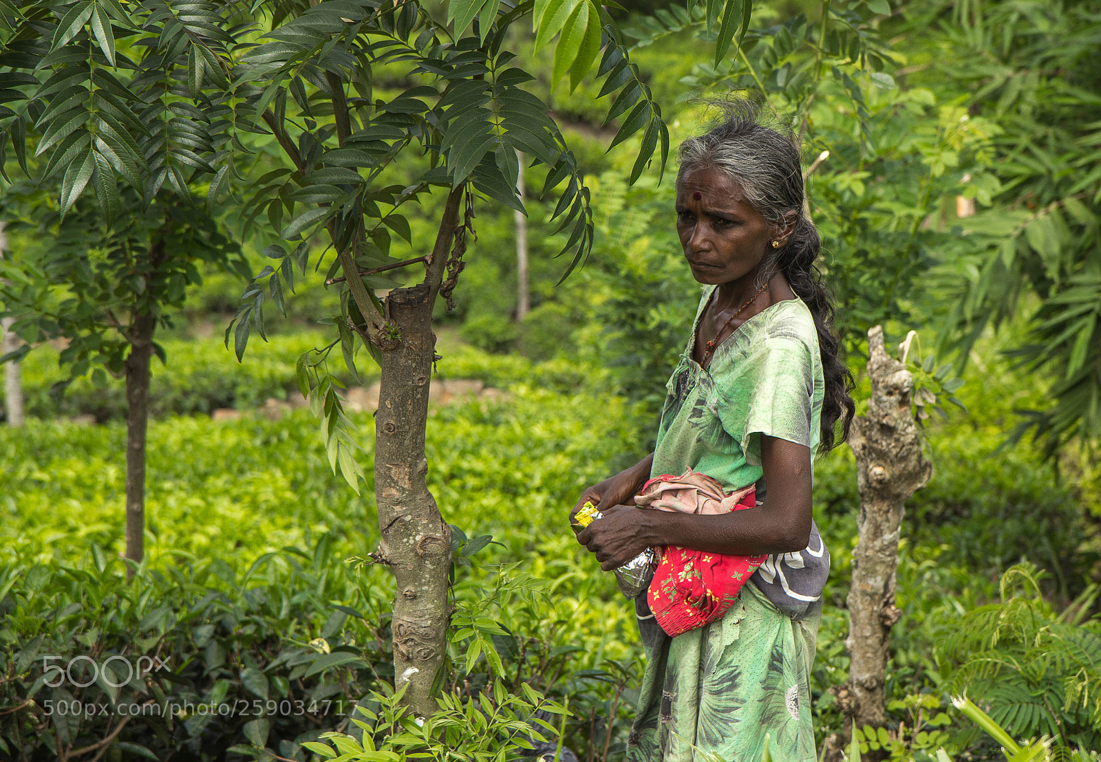 Canon EOS 600D (Rebel EOS T3i / EOS Kiss X5) sample photo. Woman picking tea leaves photography