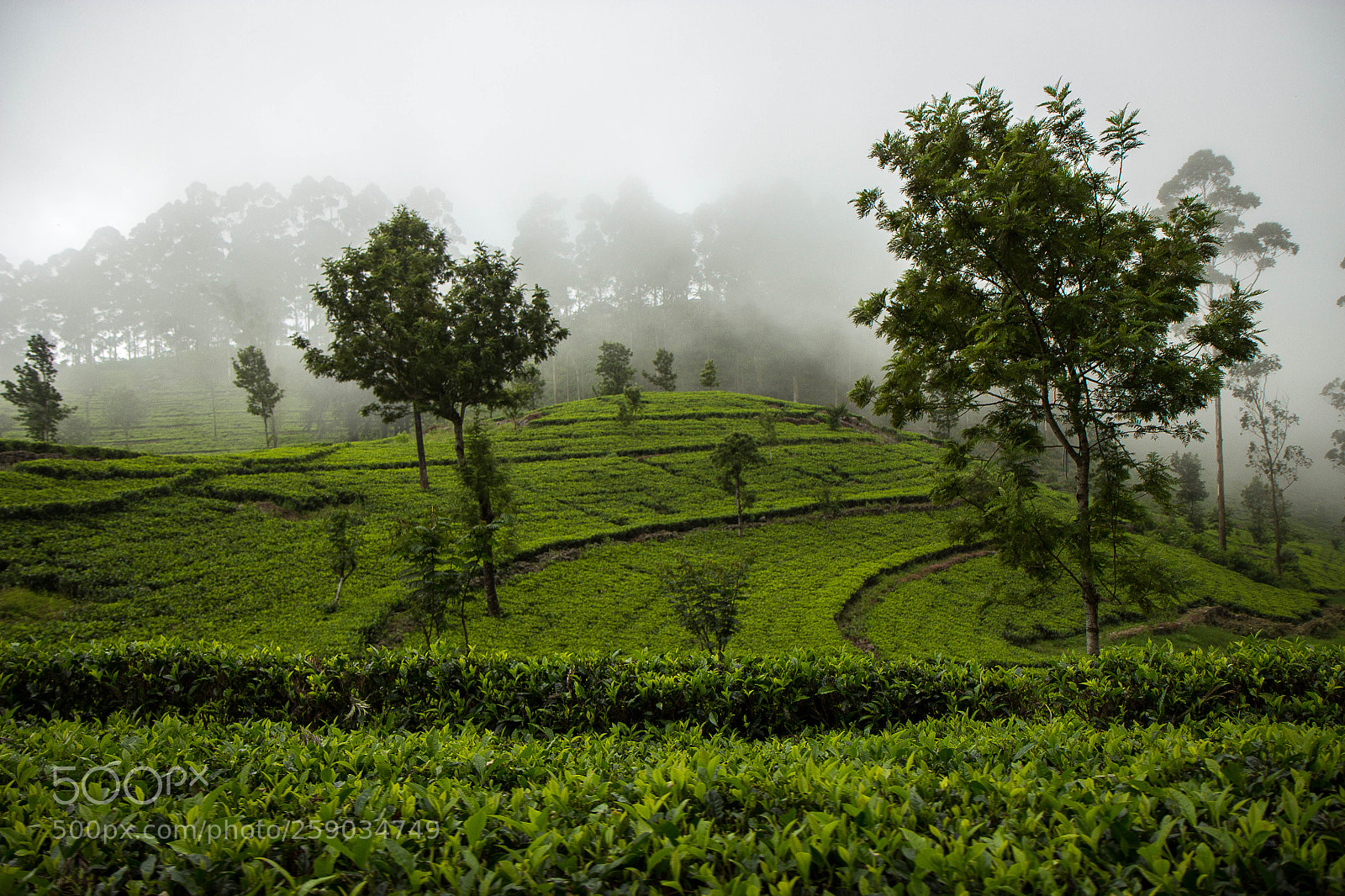 Canon EOS 600D (Rebel EOS T3i / EOS Kiss X5) sample photo. Tea plantations photography