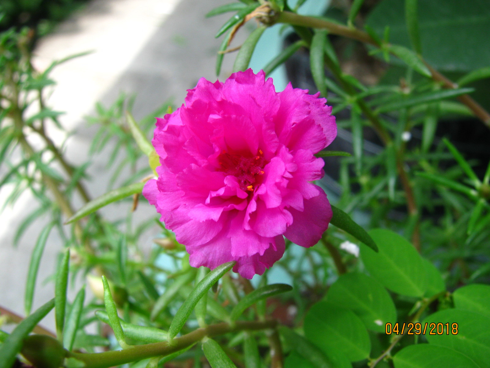 Canon PowerShot SX110 IS sample photo. Img photography