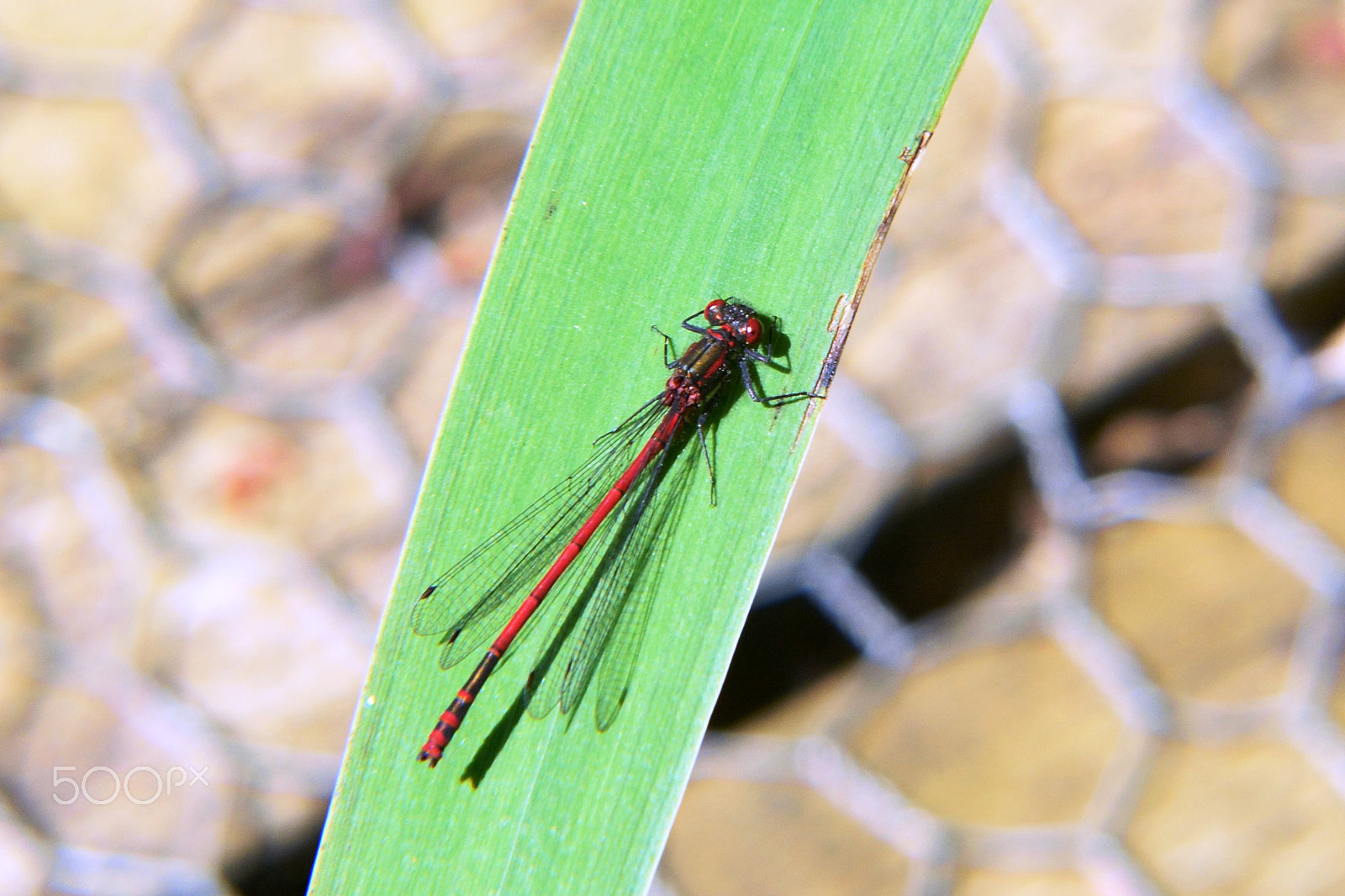 Nikon D5300 sample photo. Large red damselfly photography