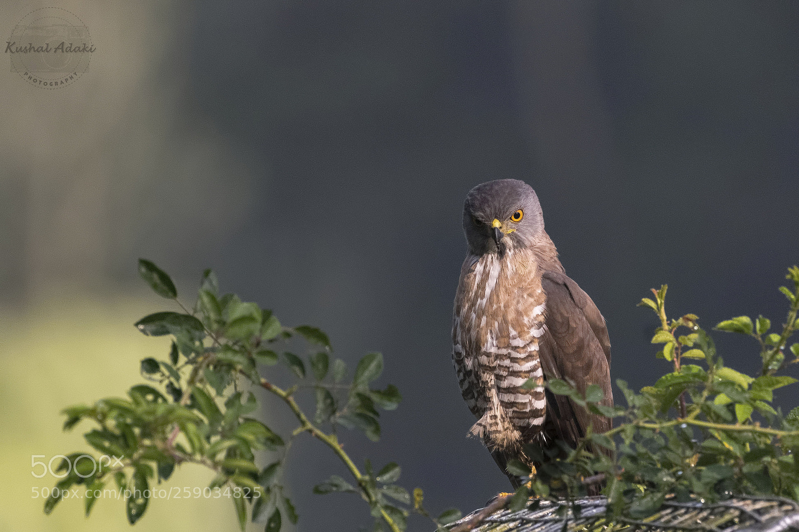 Nikon D500 sample photo. Crested goshawk photography