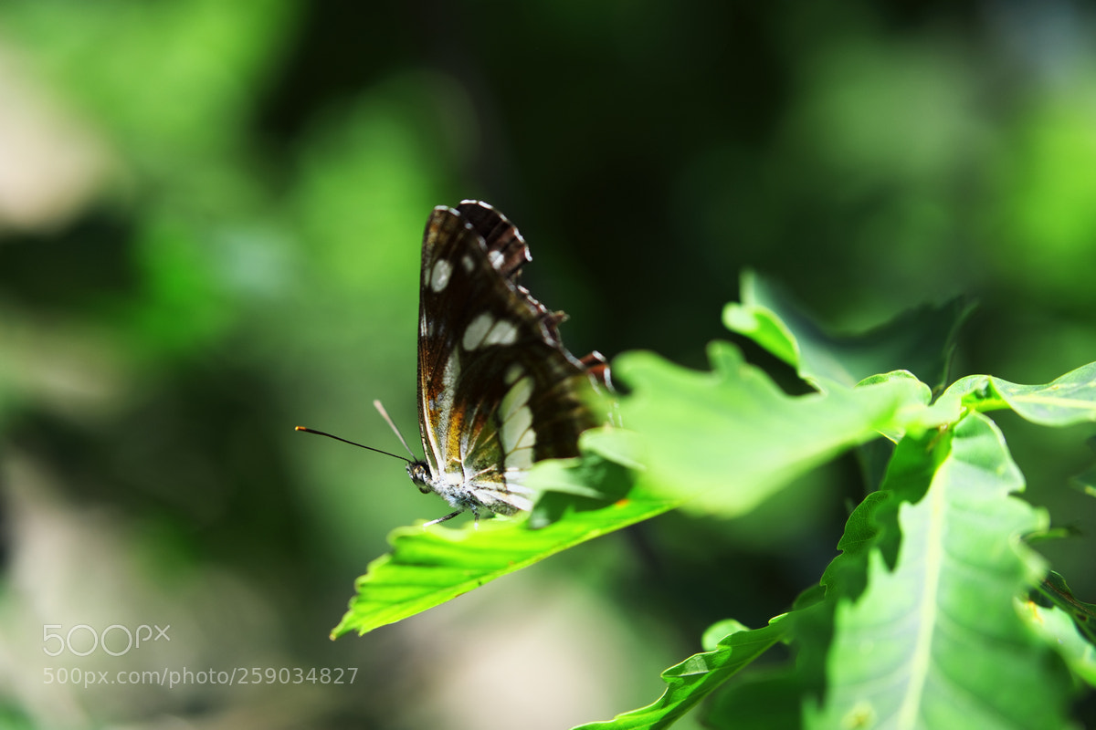 Fujifilm X-T20 sample photo. Butterfly photography