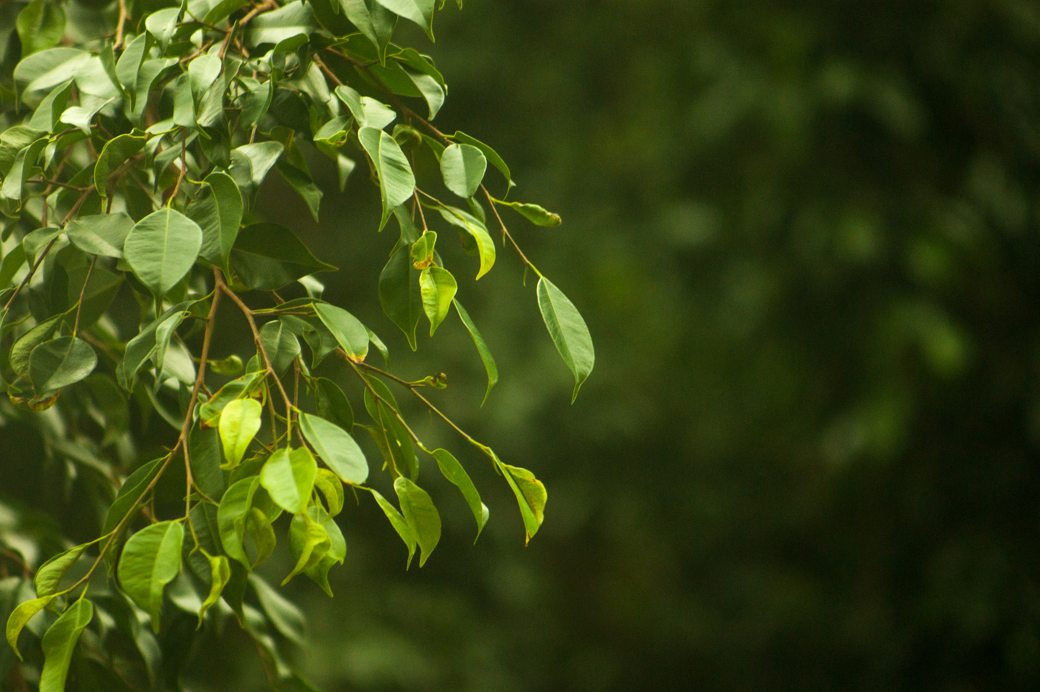 Sony Alpha DSLR-A290 sample photo. Green photography