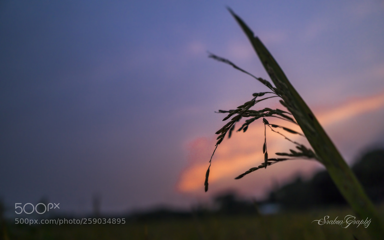 Sony a6000 sample photo. Crop photography