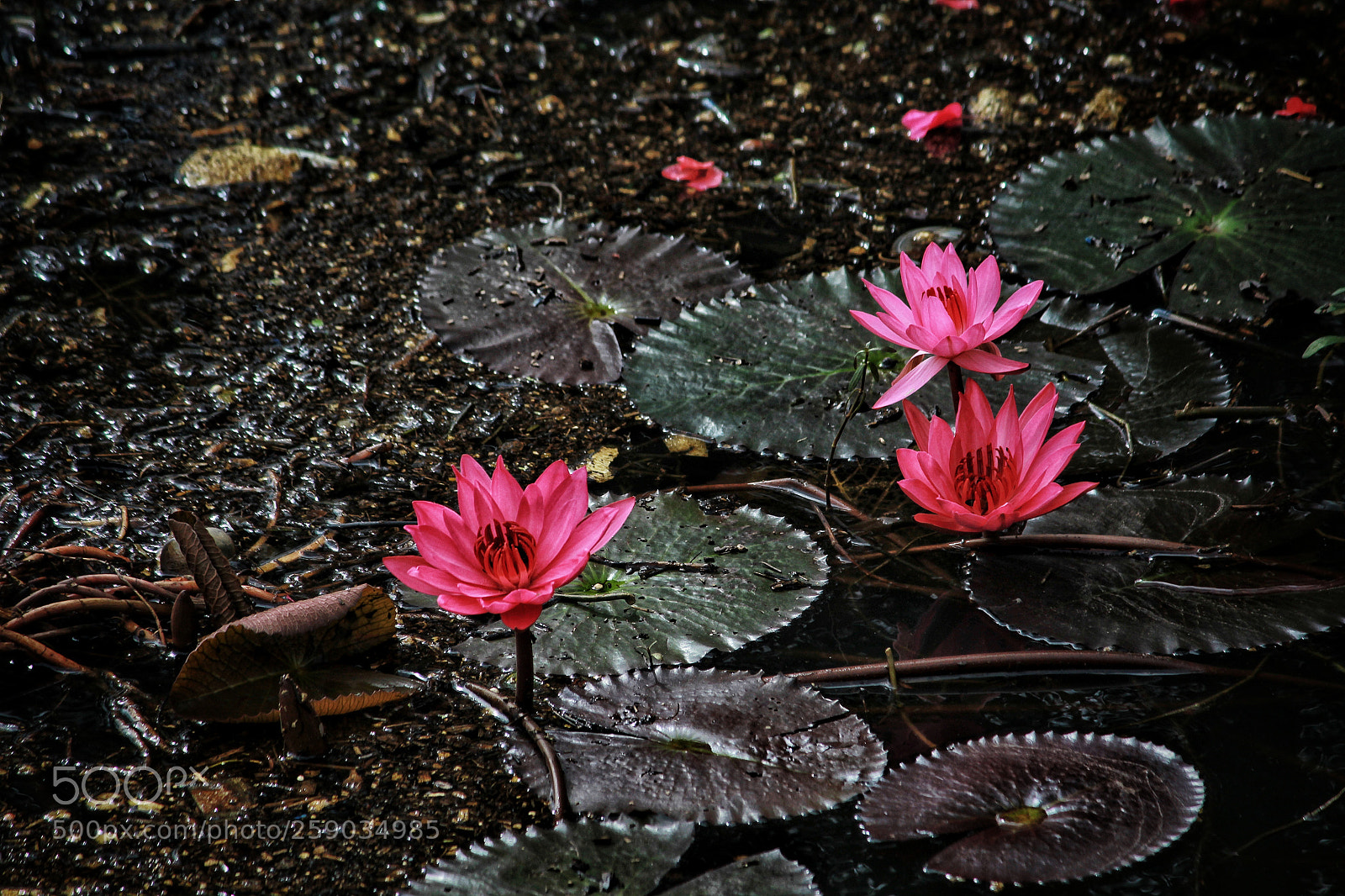 Canon EOS 1200D (EOS Rebel T5 / EOS Kiss X70 / EOS Hi) sample photo. Water lilies... photography
