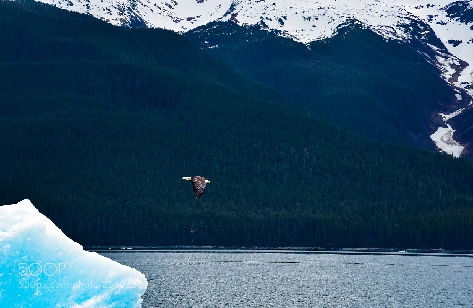 Nikon D750 sample photo. Bald eagle in flight photography