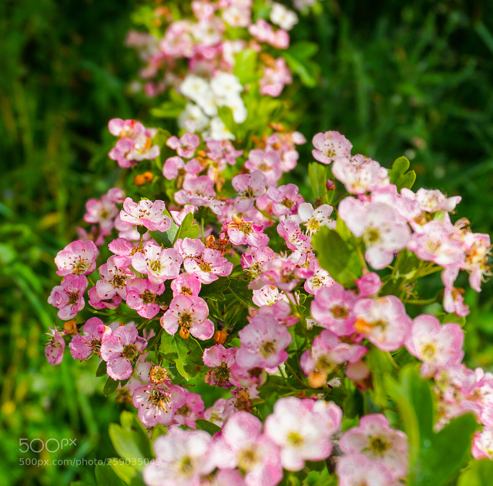 Sony a6000 sample photo. Flower photography