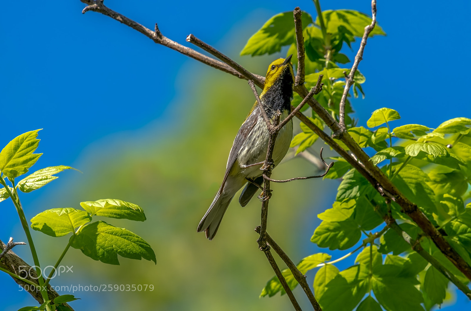 Nikon D500 sample photo. Black-throated green warbler photography