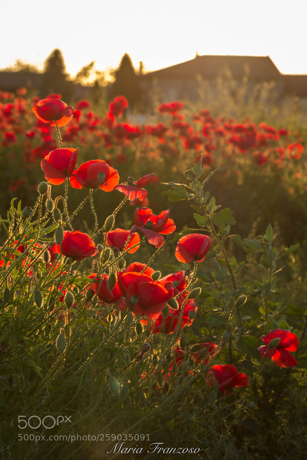 Canon EOS 600D (Rebel EOS T3i / EOS Kiss X5) sample photo. Rossi pensieri photography