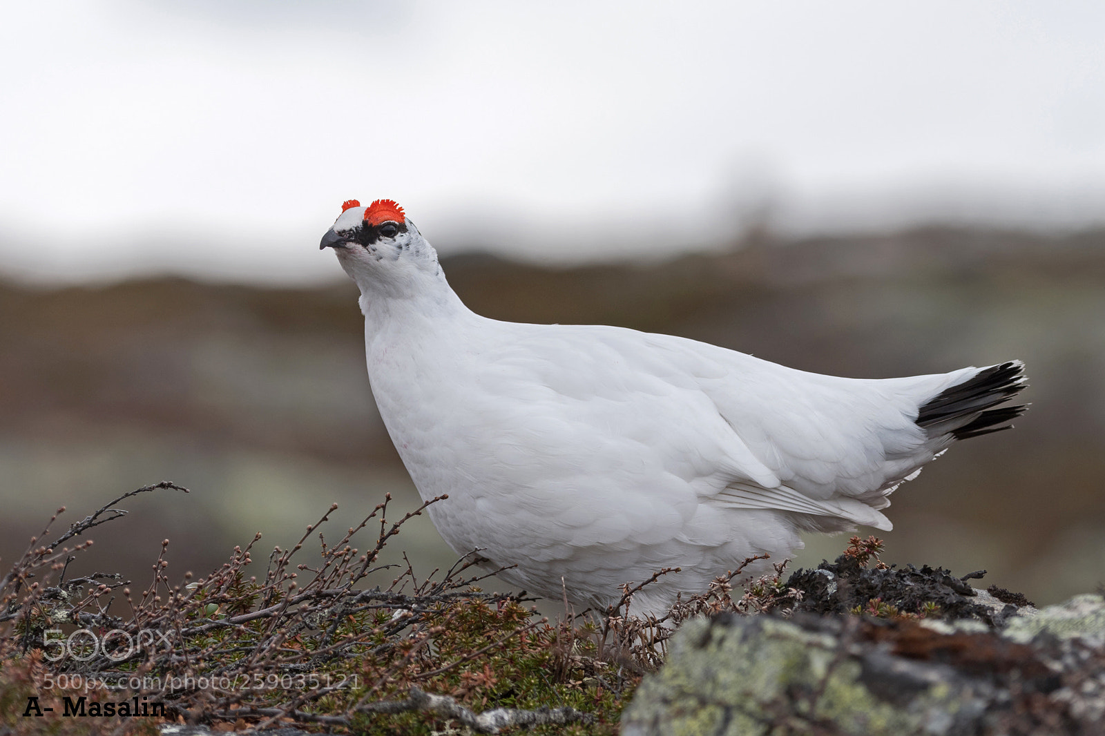 Nikon D500 sample photo. Rock ptarmigan photography