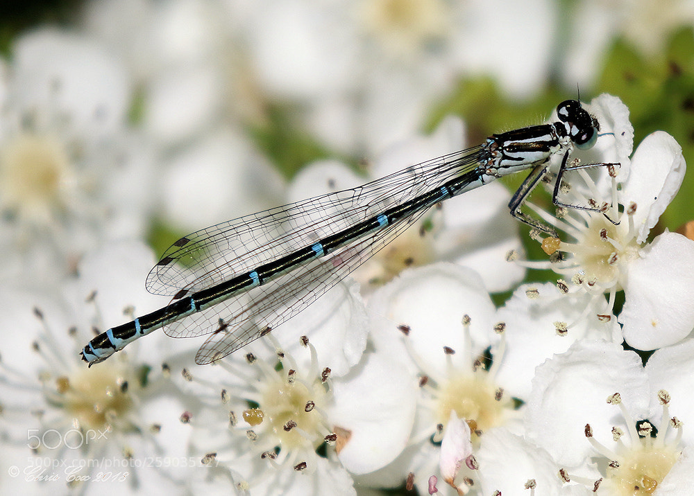 Canon EOS 7D Mark II sample photo. Damselfly on hawthorn blossom photography
