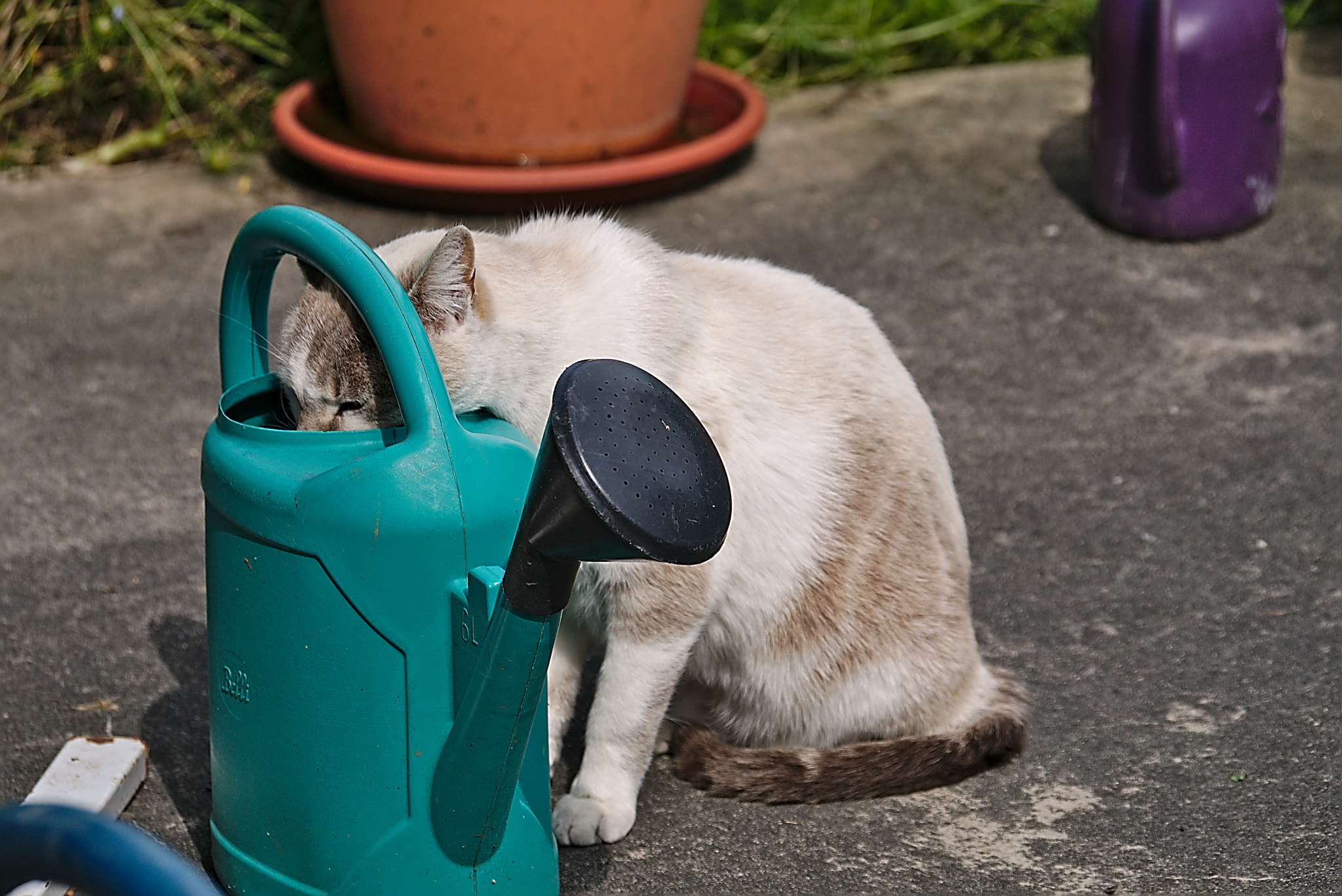 Panasonic Lumix DMC-GM1 sample photo. 2018 05 19 42 trough for cat.jpg photography