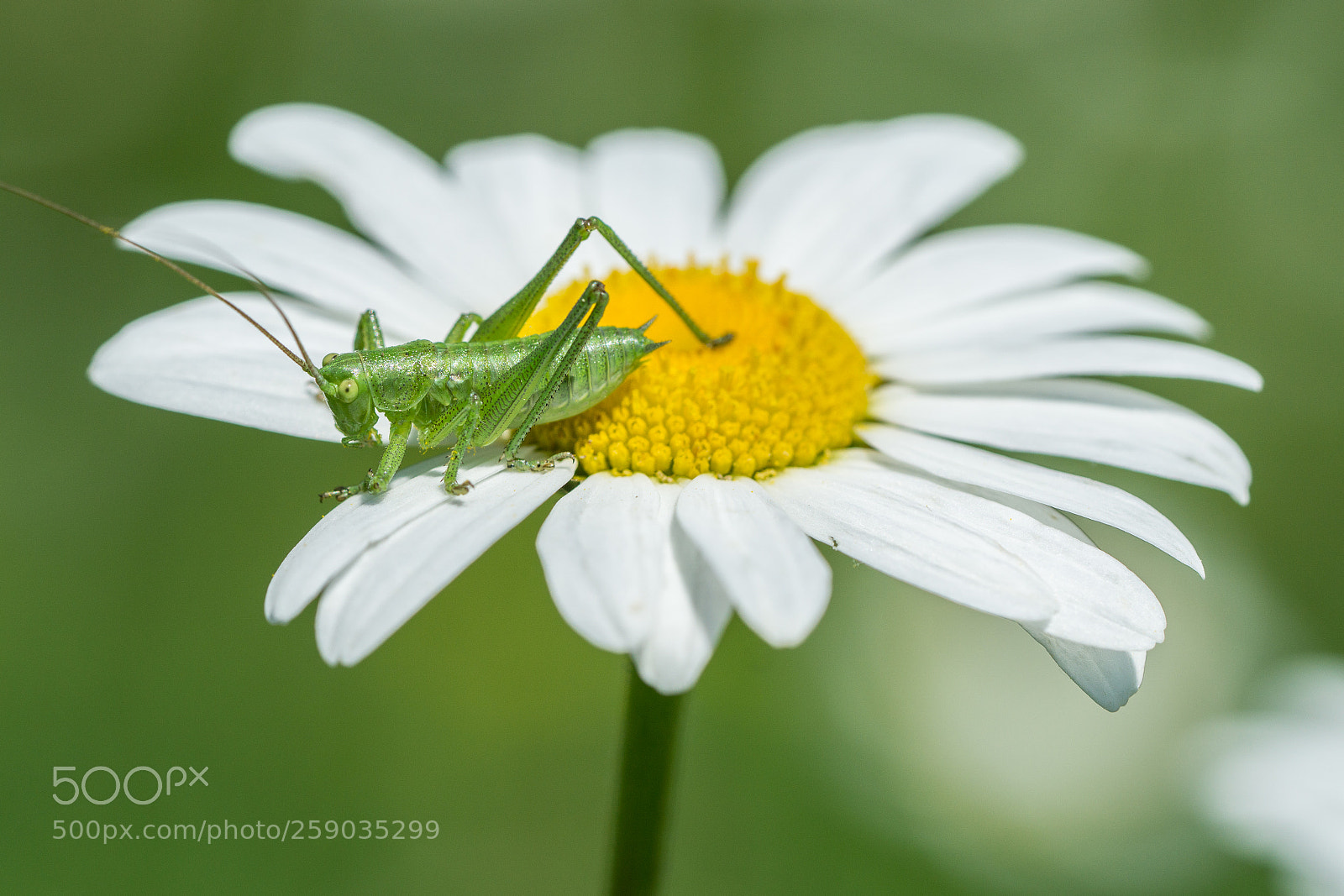 Sony a6000 sample photo. Grasshopper in flower photography