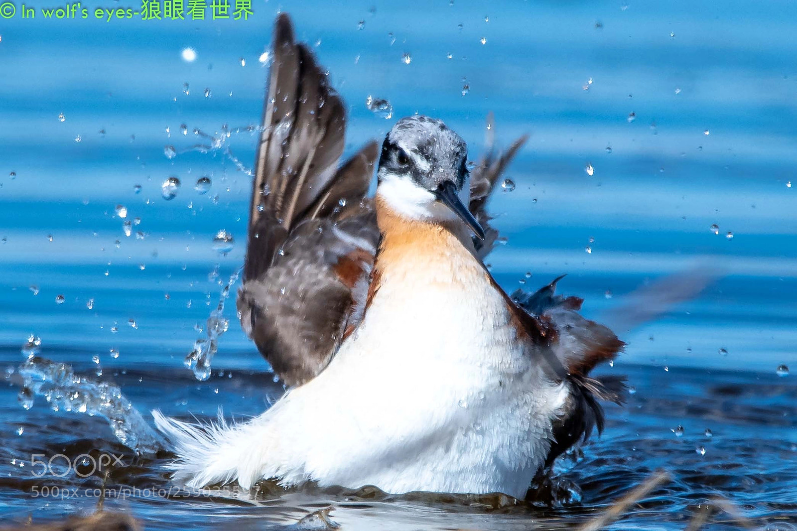 Nikon D500 sample photo. Bird, wilson phalarope photography