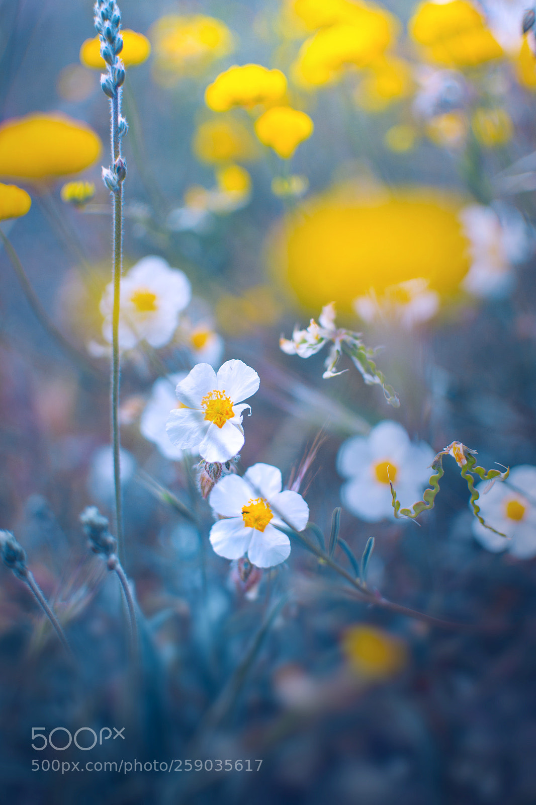 Nikon D3100 sample photo. White and yellow photography
