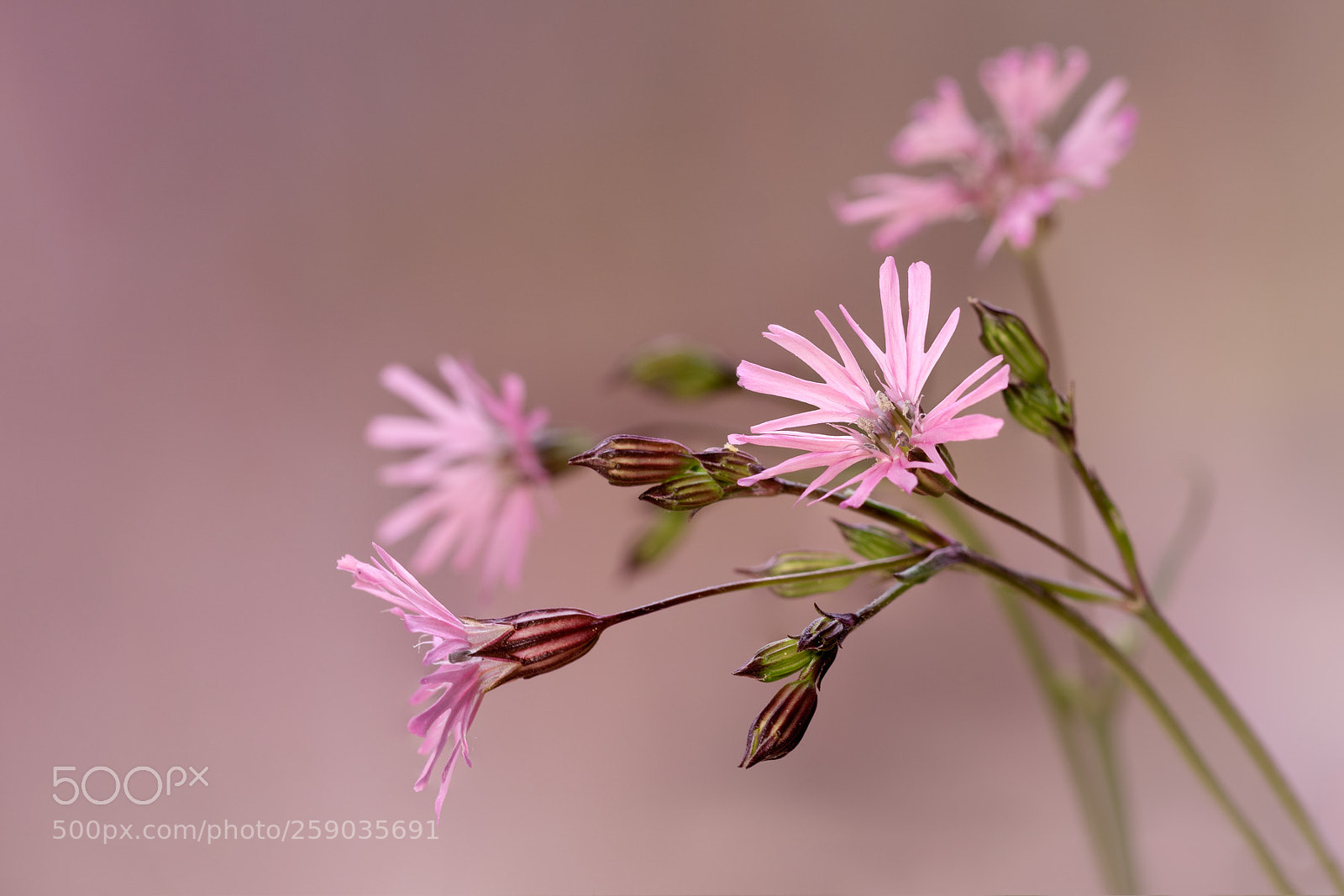 Canon EOS 7D Mark II sample photo. Simply pink photography