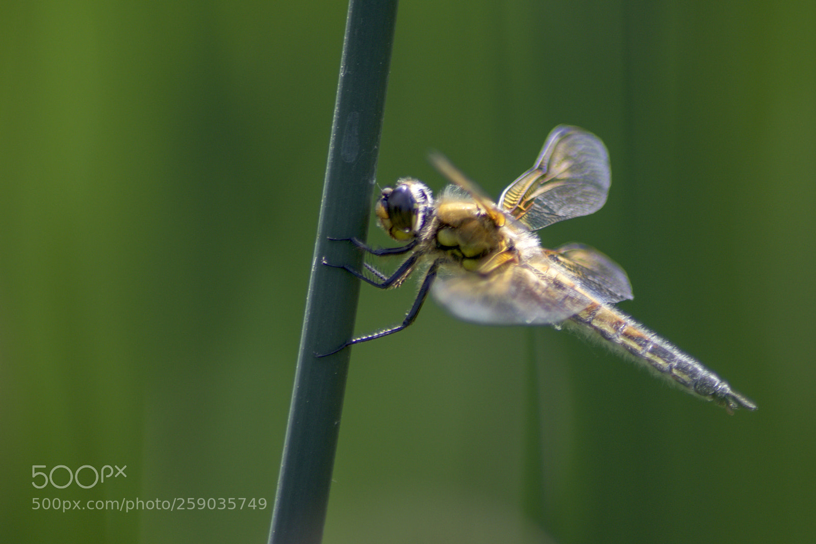 Nikon D5300 sample photo. Plattbauch libelle photography
