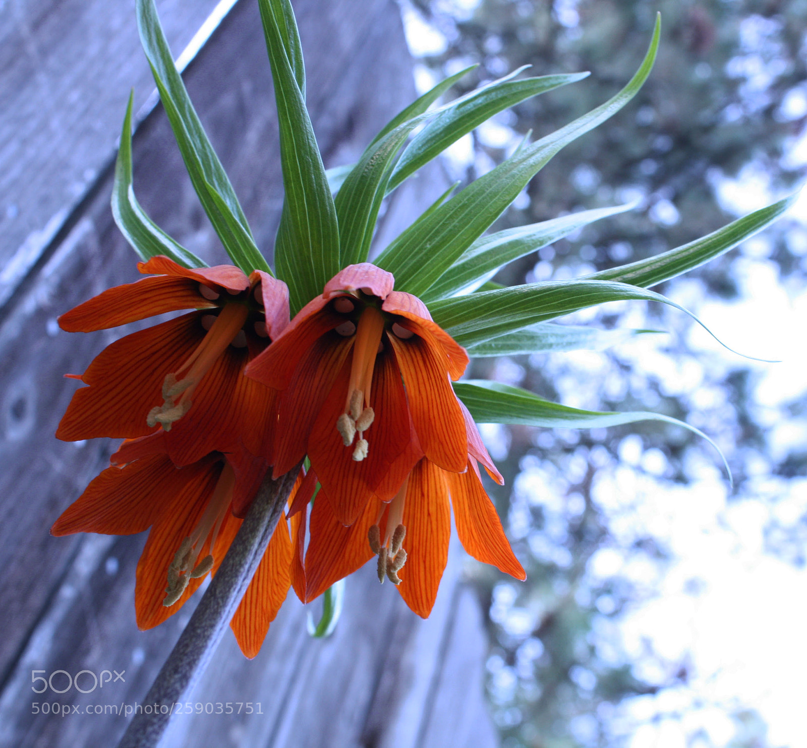 Canon EOS 1000D (EOS Digital Rebel XS / EOS Kiss F) sample photo. Flower photography