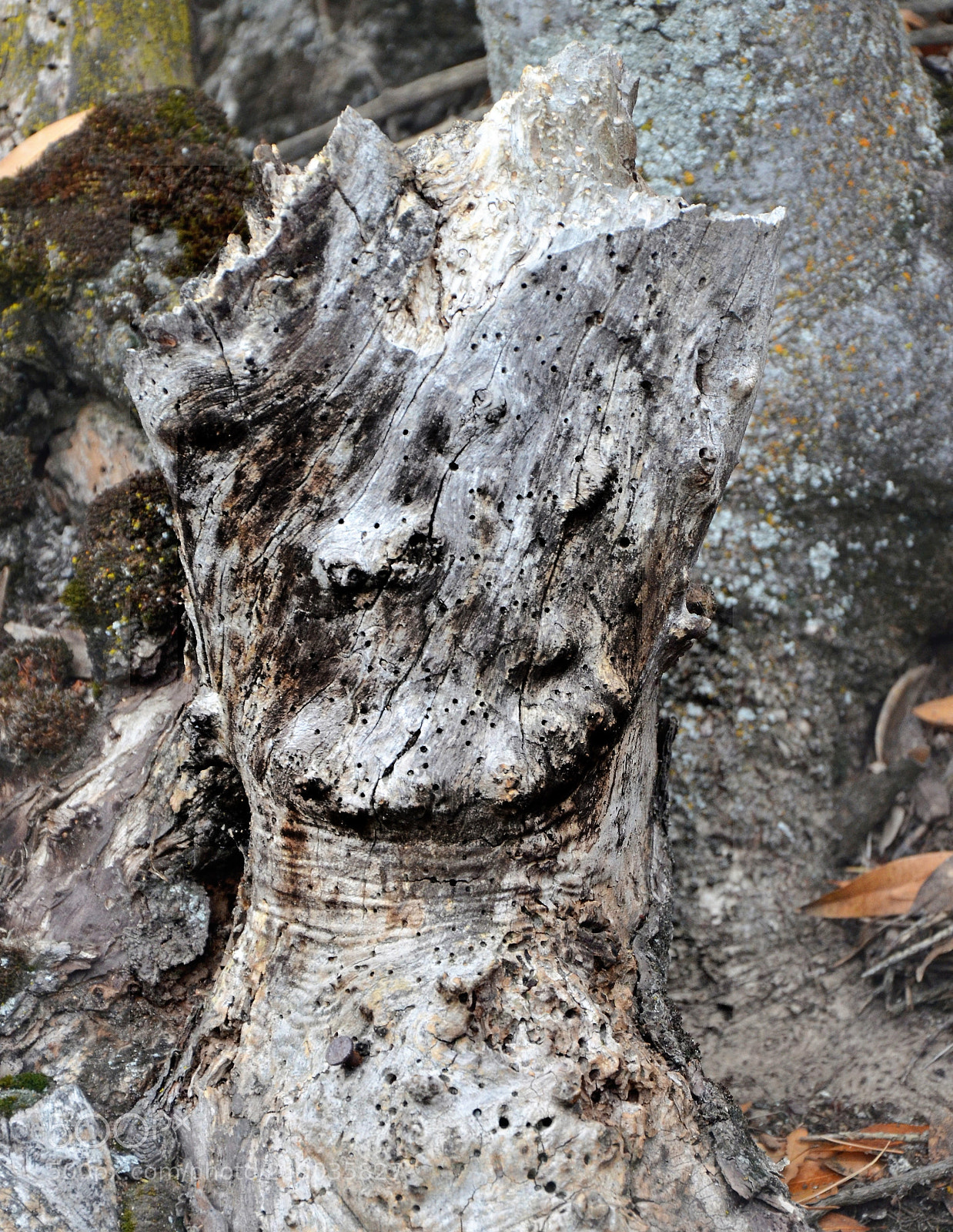 Nikon D7000 sample photo. Half skull wood photography
