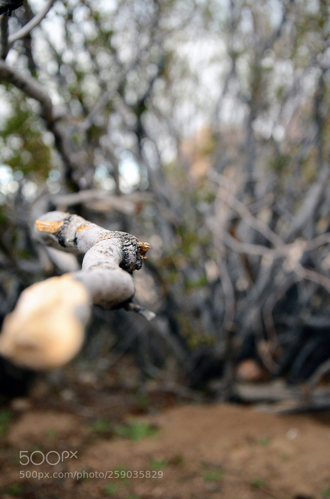 Nikon D7000 sample photo. Branch of a plant photography