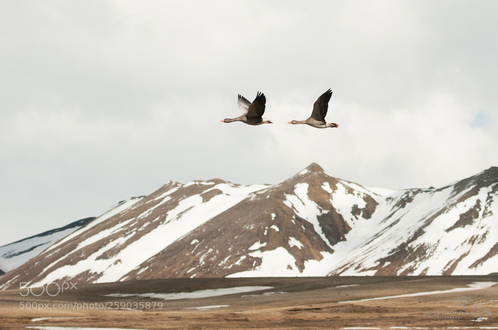 Nikon D300S sample photo. Wild gooses in iceland photography