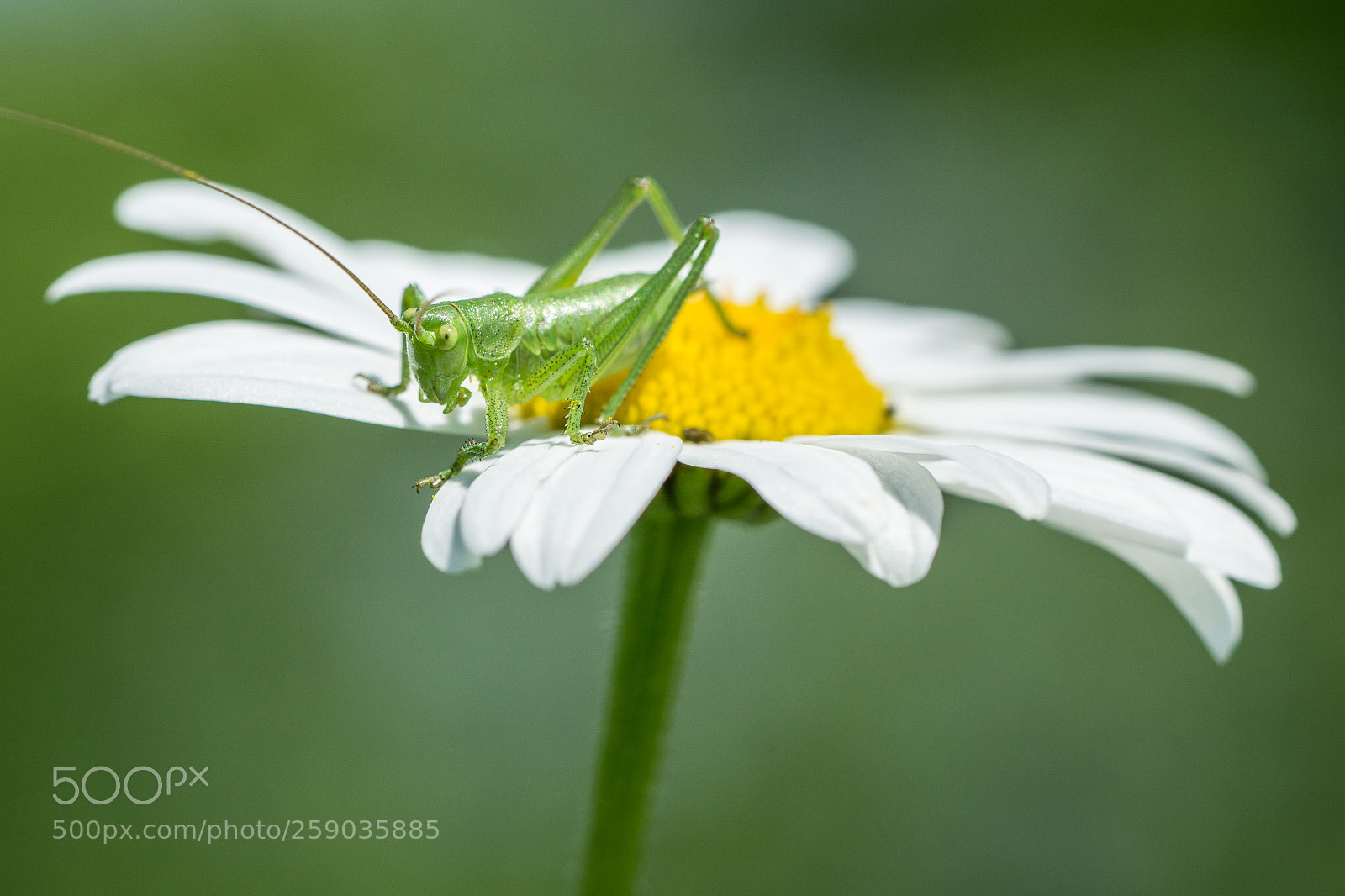 Sony a6000 sample photo. Grasshopper in flower photography