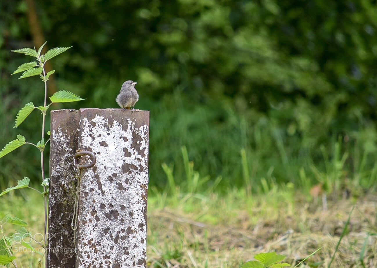 Nikon D5300 sample photo. La nature s’éveille  photography