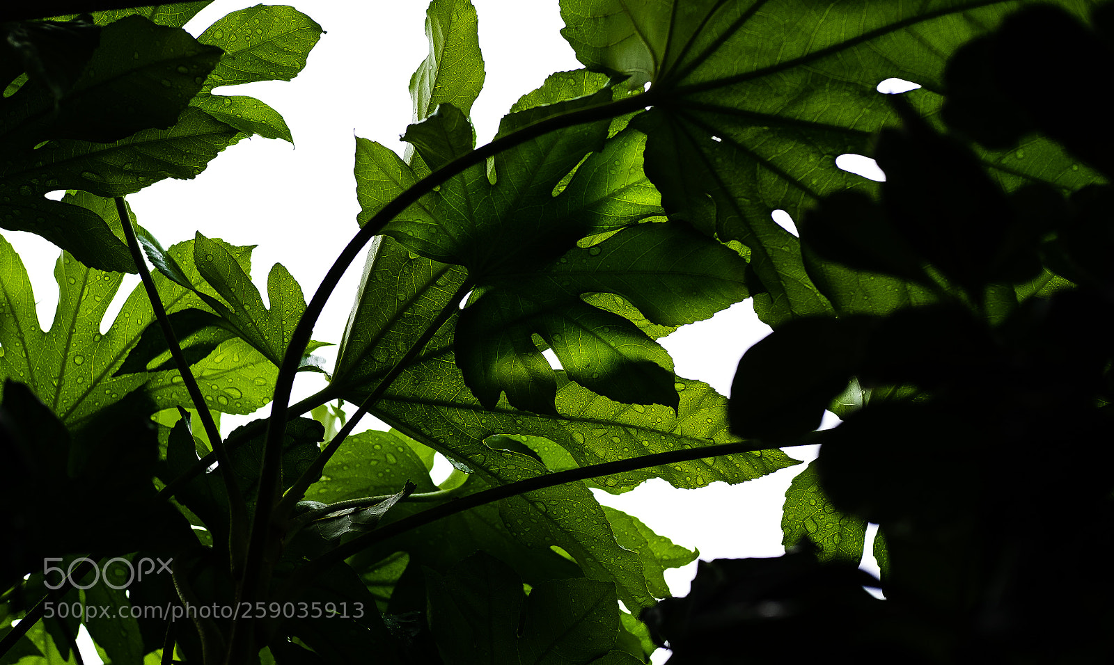 Fujifilm X-T10 sample photo. .. leaf .. photography