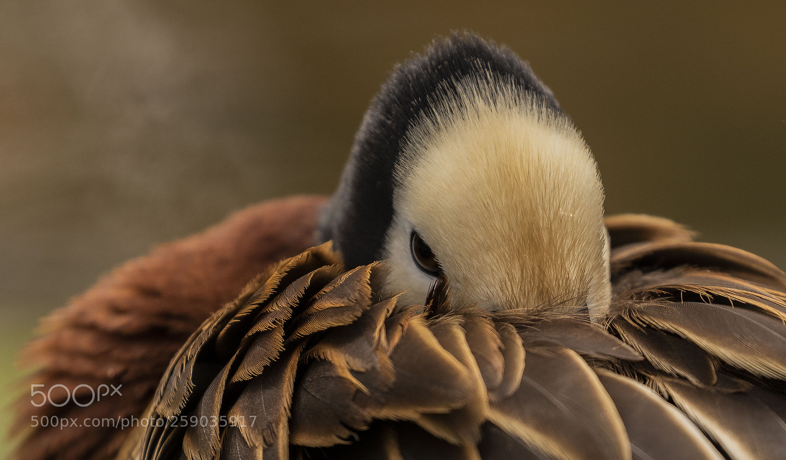 Canon EOS 7D Mark II sample photo. White faced whistling duck photography