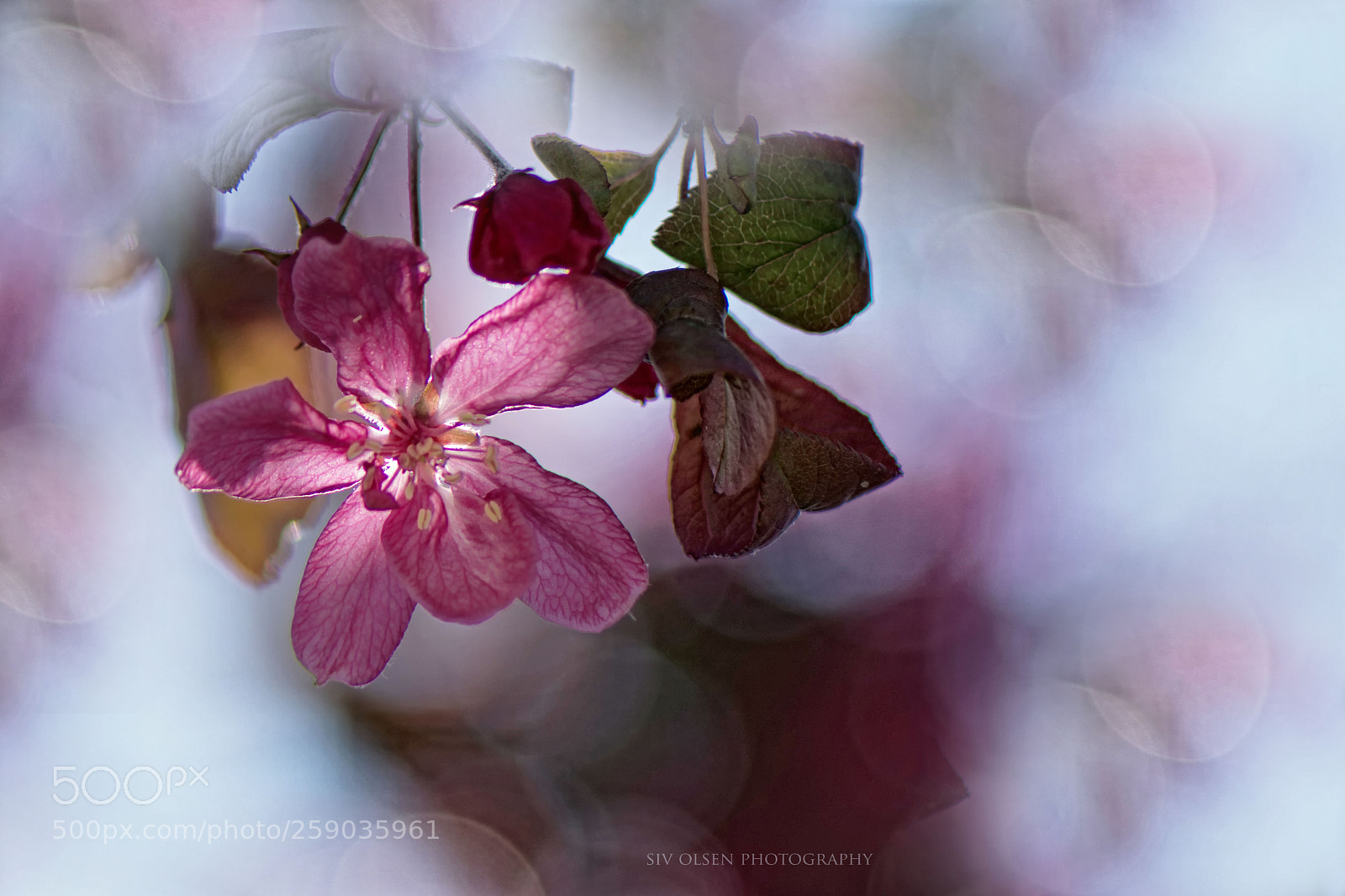 Nikon D7100 sample photo. ~ pink beauty ~ photography