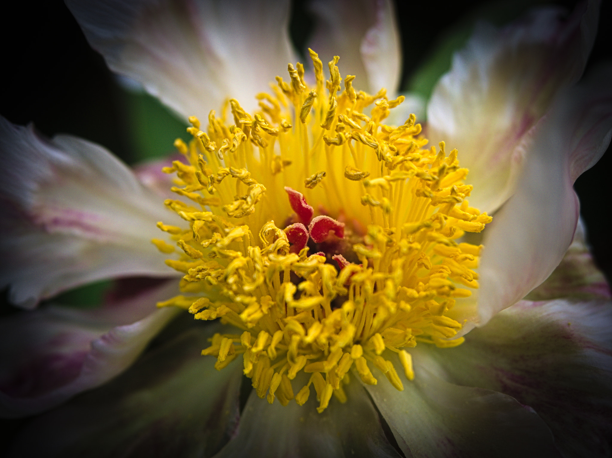 Olympus PEN E-PL5 sample photo. Golden crown photography