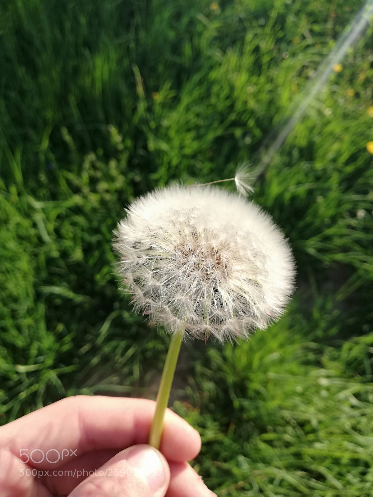 HUAWEI P20 lite sample photo. Untitled photography