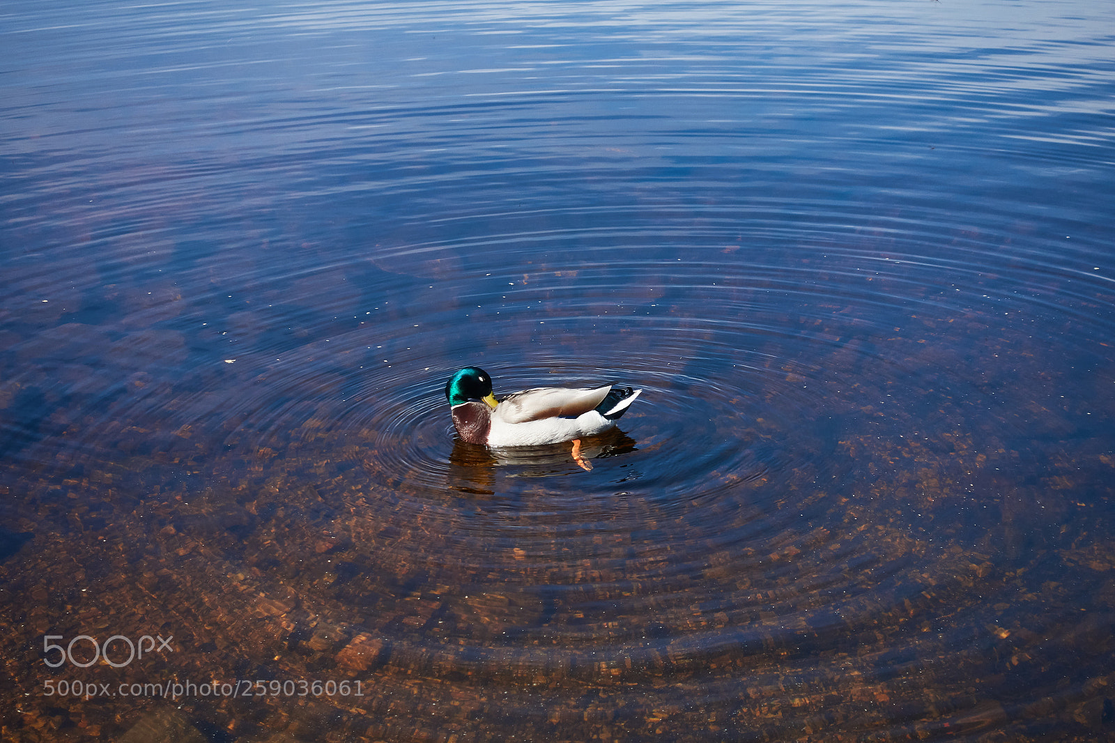 Sony Cyber-shot DSC-RX100 IV sample photo. Mallard makes ripples photography