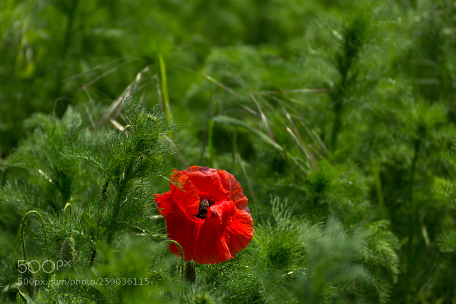 Nikon D7200 sample photo. Red poppy photography