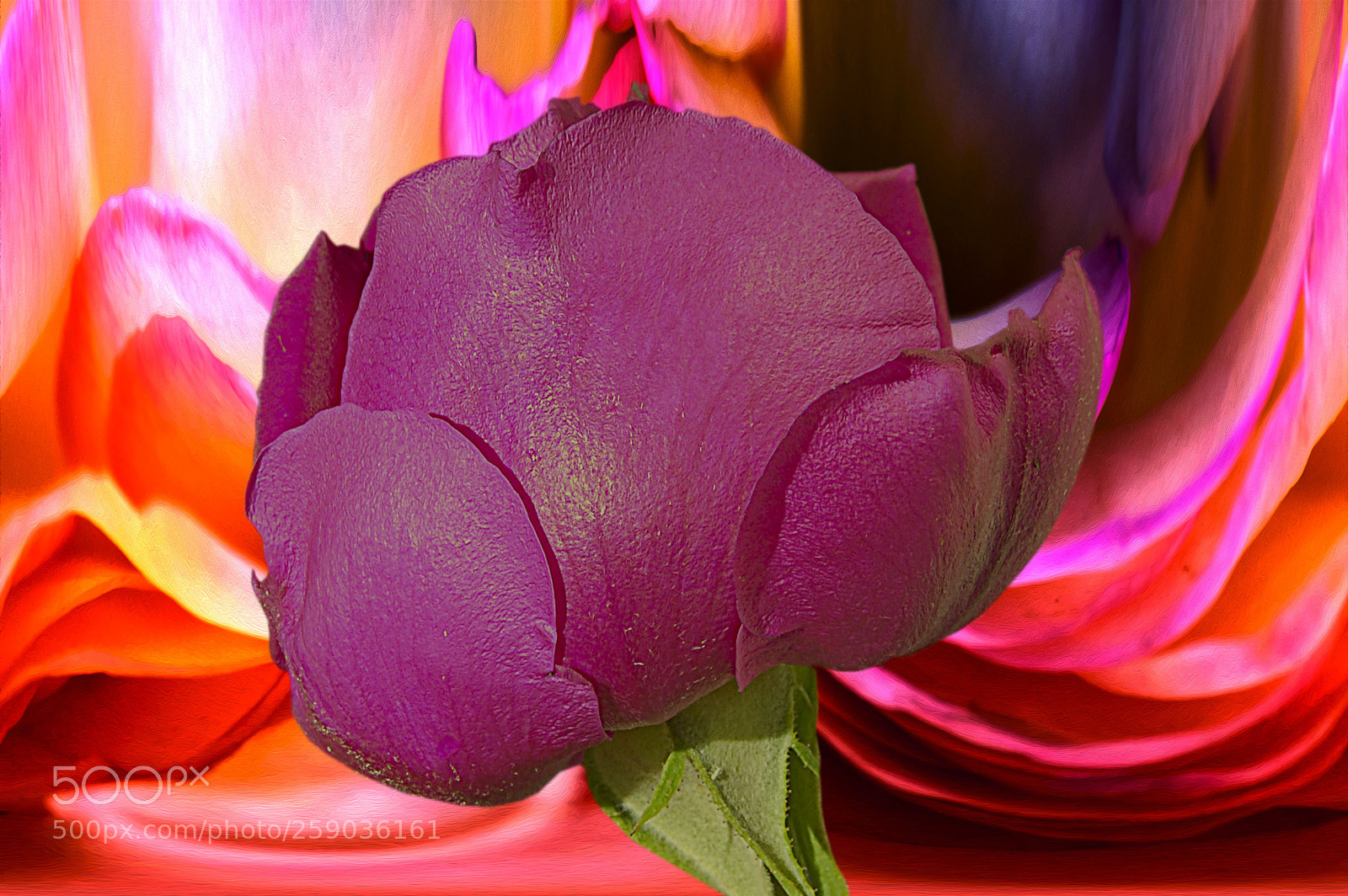 Nikon D40 sample photo. Untitled photography