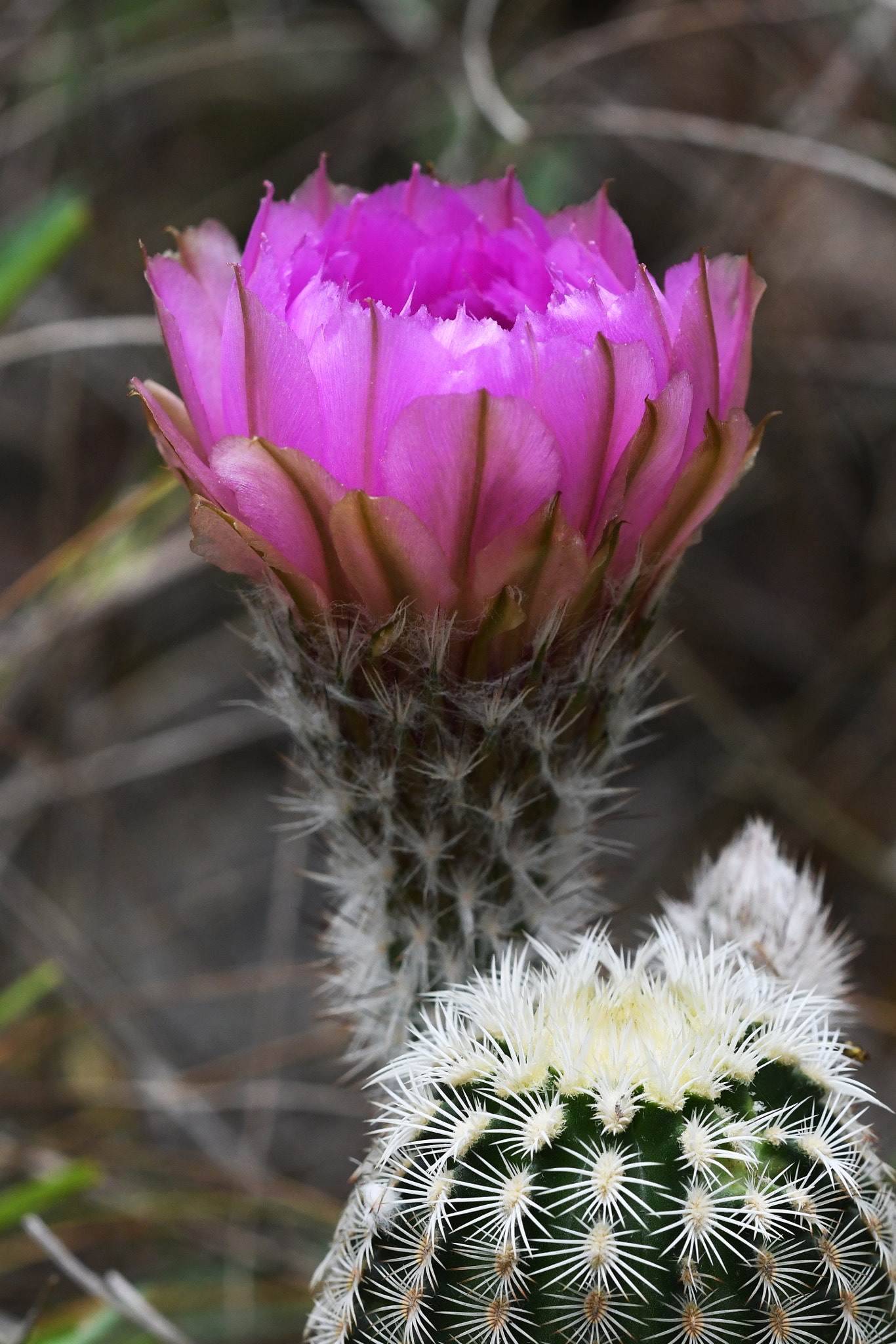 Sigma 150mm F2.8 EX DG OS Macro HSM sample photo. Seasonal serenity photography