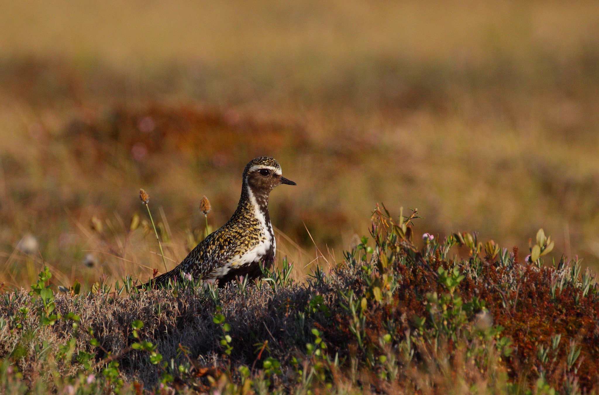 Canon EOS 50D + Canon EF 100-400mm F4.5-5.6L IS II USM sample photo. Golden plover photography