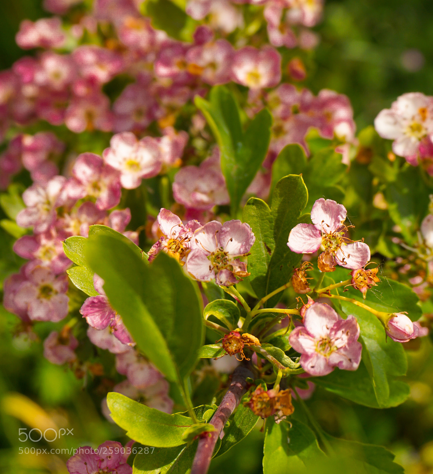 Sony a6000 sample photo. Flower photography