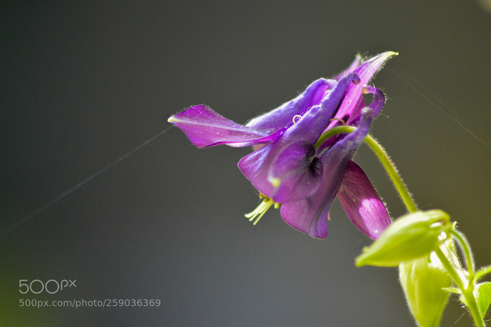 Nikon D3200 sample photo. Purple aquilegia flower photography