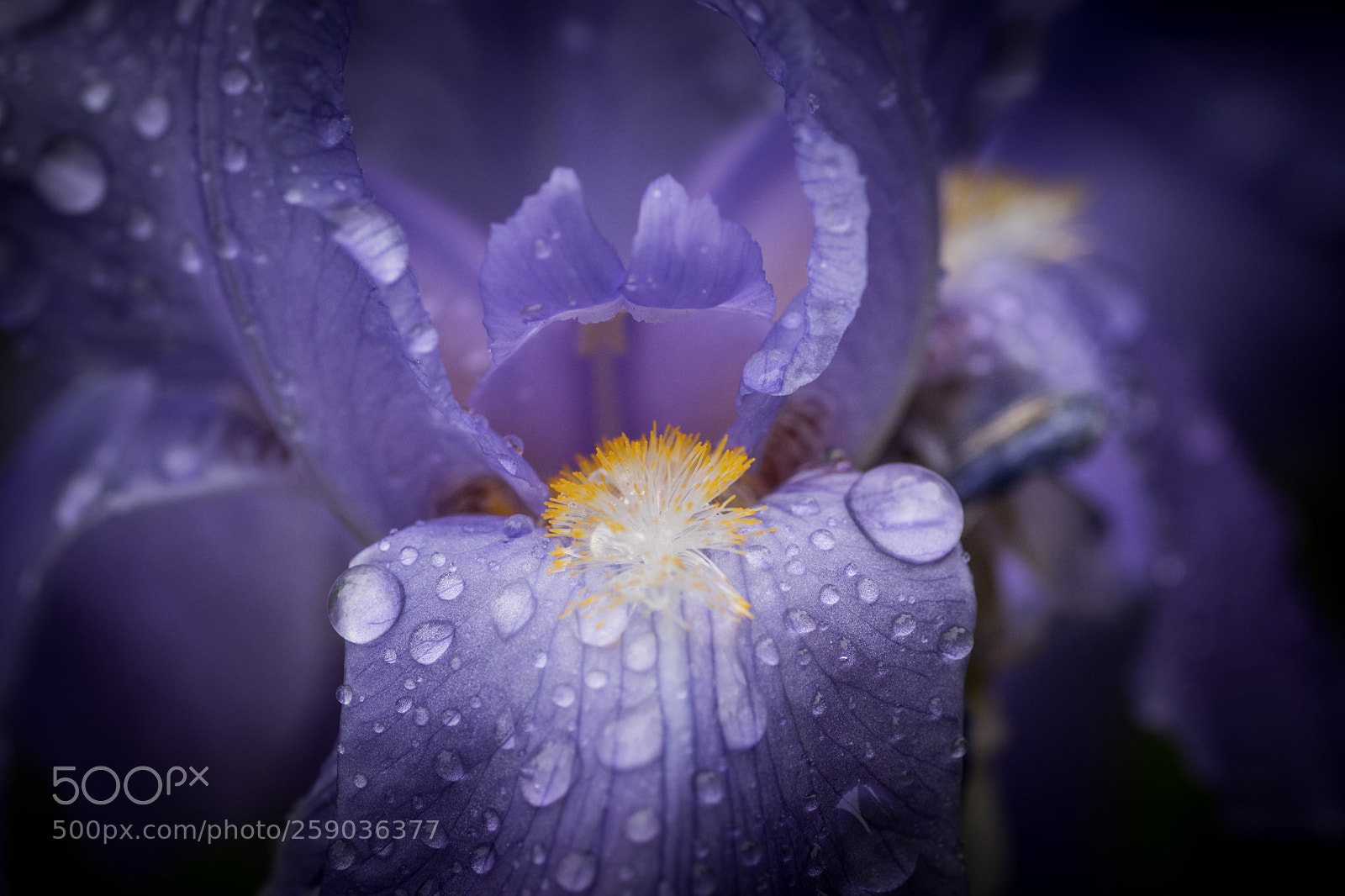 Sony ILCA-77M2 sample photo. Rain again... photography