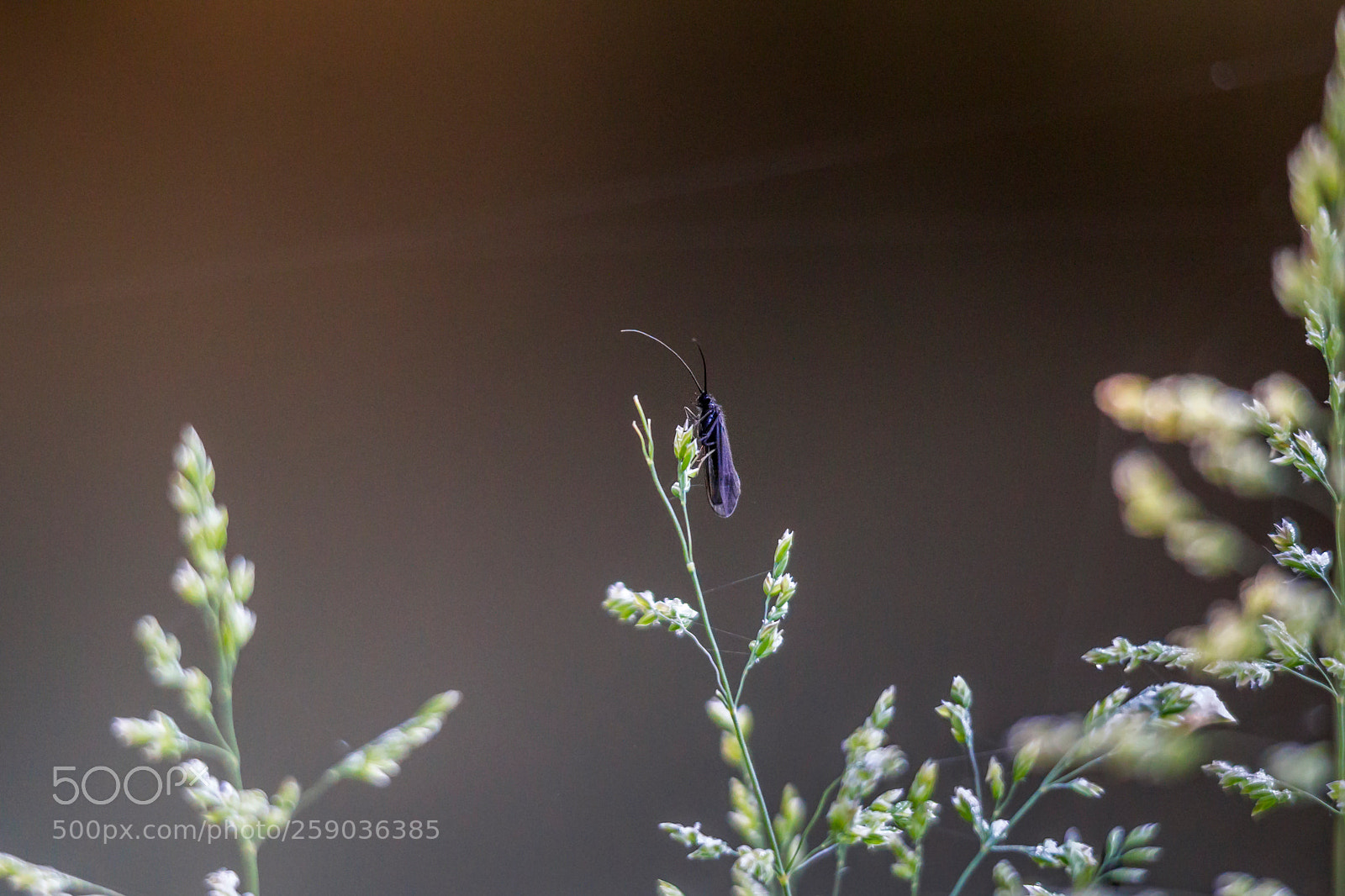 Canon EOS-1D Mark IV sample photo. A caddis fly sits photography