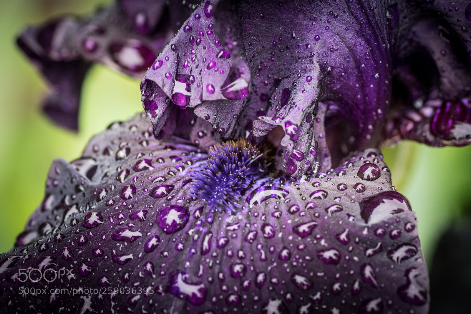 Sony ILCA-77M2 sample photo. Never ending rain photography