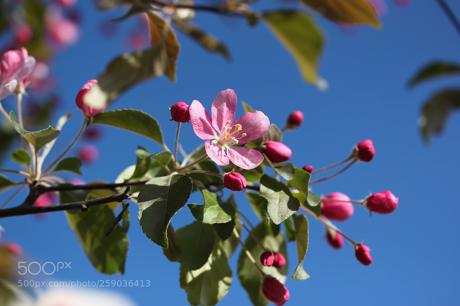 Canon EOS 500D (EOS Rebel T1i / EOS Kiss X3) sample photo. *** photography