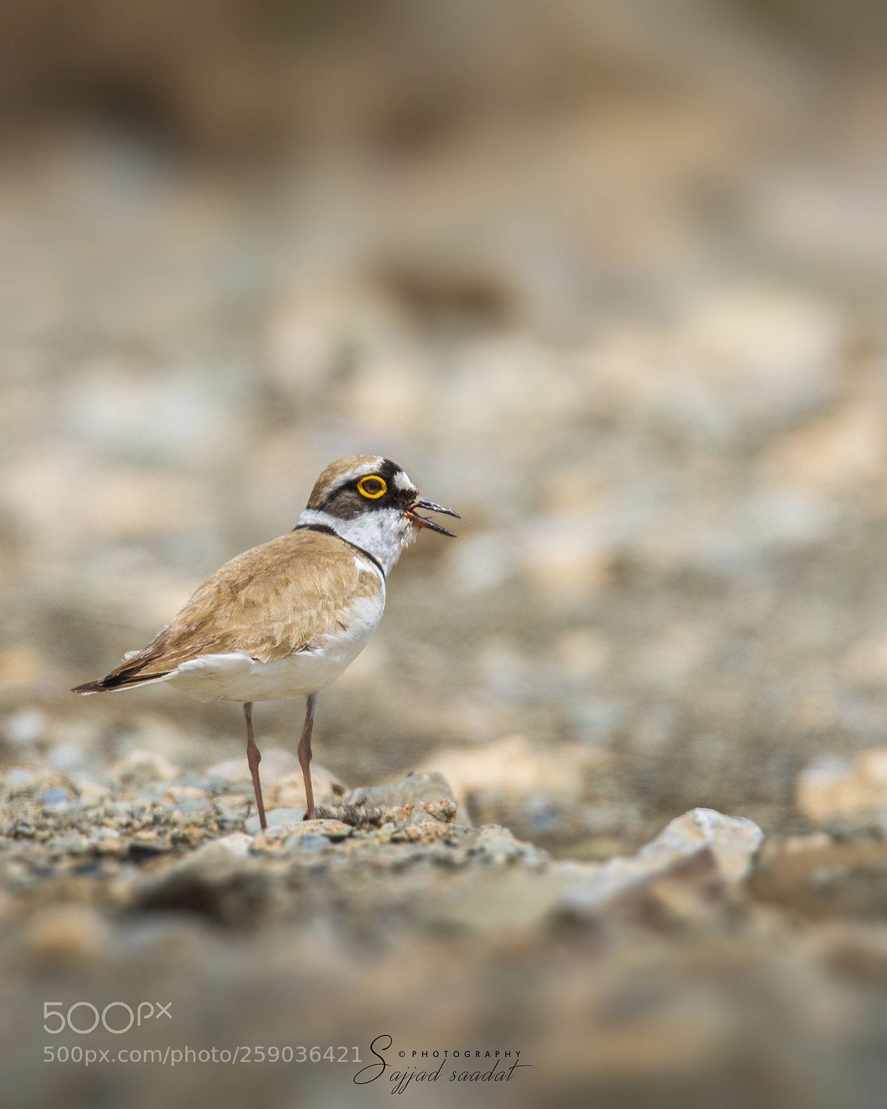 Nikon D7100 sample photo. Little ringed plover photography