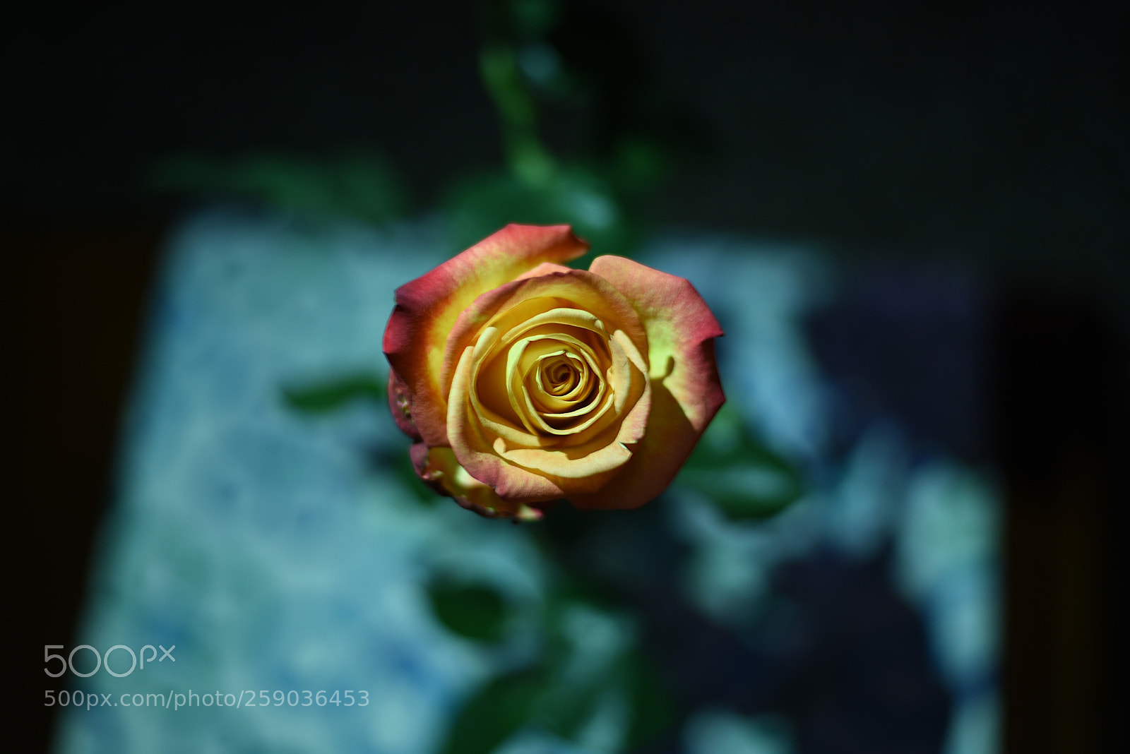Nikon D750 sample photo. Love is all you photography