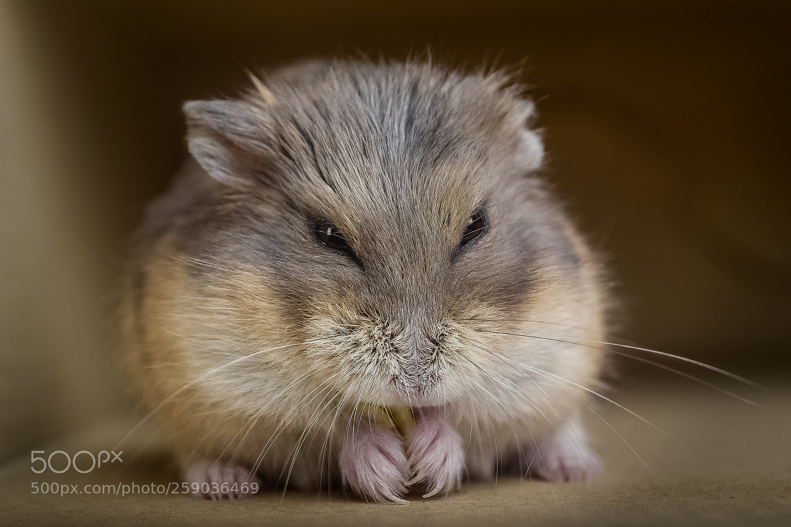 Nikon D3100 sample photo. Studio portrit photography