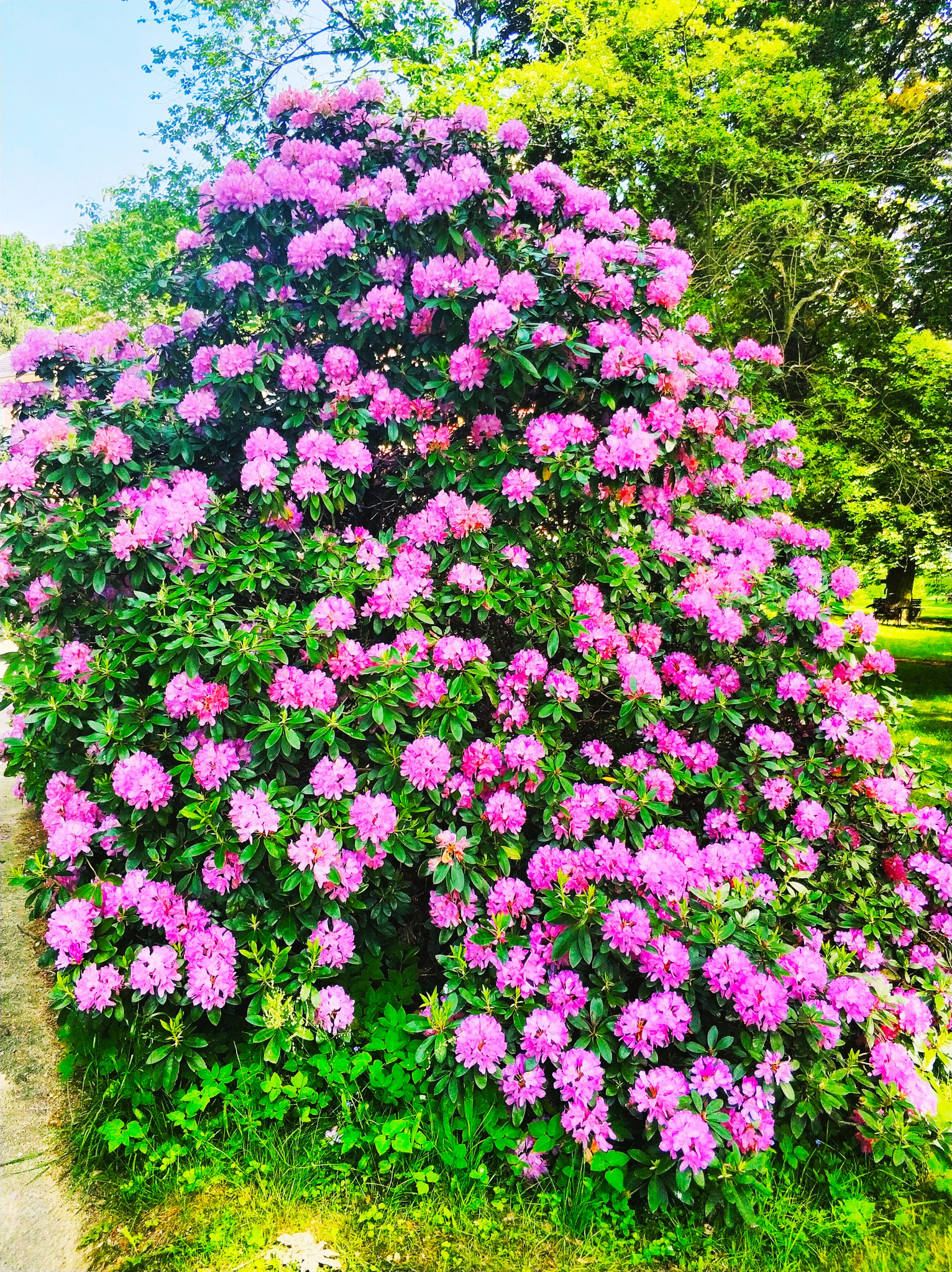 Xiaomi MI6 sample photo. Rhododendron photography