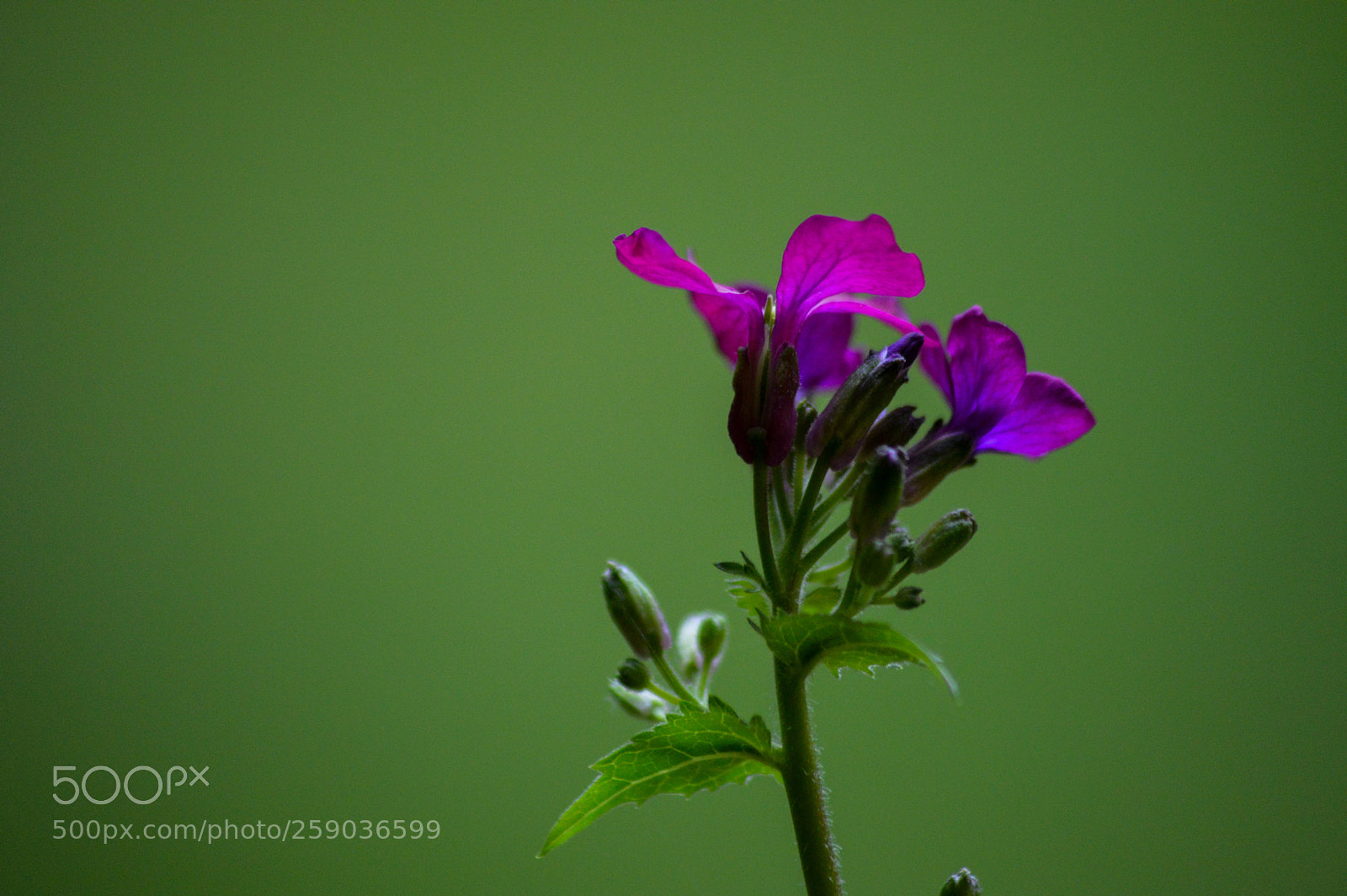 Nikon D3200 sample photo. Honesty photography